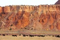 Cattle in Desert Pastures Royalty Free Stock Photo