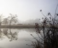 Cattle in the distance across the pond with reflections on a foggy morning Royalty Free Stock Photo