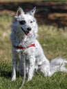 Cattle Dog and Border Collie Cross-breed
