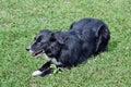 Cattle dog kelpie, border collie to protect sheep cattle on the grass