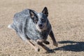 Cattle dog looking intent on catching a disc