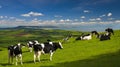 Cattle in the Dorset countryside overlooking Portland Royalty Free Stock Photo