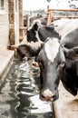 Cattle at the Drinking Trough Royalty Free Stock Photo