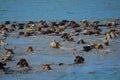 Cattle Drive across the Colorado River Royalty Free Stock Photo