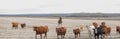 Cattle drive