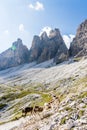 Cattle drive in the Dolomites in the Italian Alps on a sunny afternoon with three peaks in the background Royalty Free Stock Photo