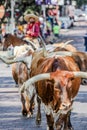 Cattle Drive Fr Worth Texas
