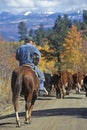 Cattle drive on Girl Scout Road, Ridgeway, CO Royalty Free Stock Photo