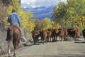 Cattle drive on Girl Scout Road, Ridgeway, CO Royalty Free Stock Photo