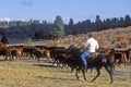 Cattle drive on Girl Scout Road, Ridgeway, CO