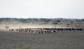 Cattle drive Royalty Free Stock Photo