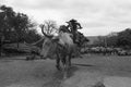 Cattle drive sculpture