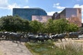 The Cattle Drive Sculpture at Pioneer Plaza in Dallas, Texas