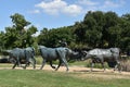 The Cattle Drive Sculpture at Pioneer Plaza in Dallas, Texas