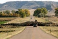 Cattle Drive and Traffic Jam Royalty Free Stock Photo