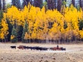 Cattle Drive Royalty Free Stock Photo