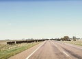 Cattle droved along road