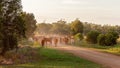 Cattle Droving Along A Dusty Dirt Road Royalty Free Stock Photo