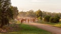 Cattle Droving Along A Dusty Dirt Road