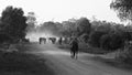 Cattle Droving In Early Morning Light Royalty Free Stock Photo