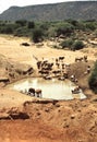 Cattle, in a dry land, drinking water from a recently fillled borrow pit.
