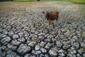 A cattle in dry paddy field Royalty Free Stock Photo