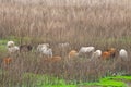 Cattle in dry swamps with dry grass background