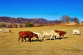 The cattle of eating grass Royalty Free Stock Photo