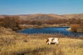 Cattle eating on the river bank Royalty Free Stock Photo