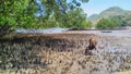 A cattle is eating in between young mangroves forest in the coast line of Cristo Rei beach, Timor-Leste.