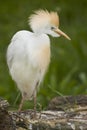 Cattle Egret