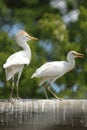 Cattle egret Royalty Free Stock Photo