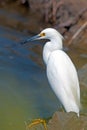 Cattle Egret Royalty Free Stock Photo