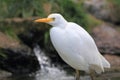 Cattle egret Royalty Free Stock Photo