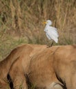 Cattle Egret