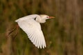 Cattle Egret Royalty Free Stock Photo