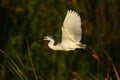 Cattle Egret