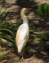 Cattle egret Royalty Free Stock Photo