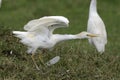 Cattle egret Royalty Free Stock Photo