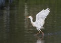 Cattle egret (Ardea ibis) collecting nesting material from water surface, Texas Royalty Free Stock Photo