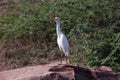 Cattle egret on the Chambal river in India Royalty Free Stock Photo