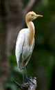 Cattle egret Royalty Free Stock Photo