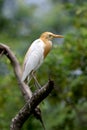 Cattle egret Royalty Free Stock Photo