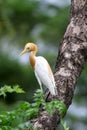 Cattle egret Royalty Free Stock Photo