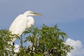 Cattle Egret bird Royalty Free Stock Photo