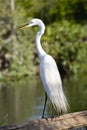 Cattle Egret bird