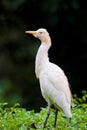 Cattle egret bird on bush Royalty Free Stock Photo