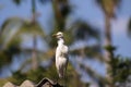 Cattle egret / Bird cattle egret Royalty Free Stock Photo