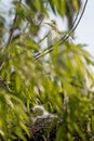 Cattle Egret bird with chicks Royalty Free Stock Photo