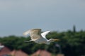 Cattle egret bird flying alone with blur background